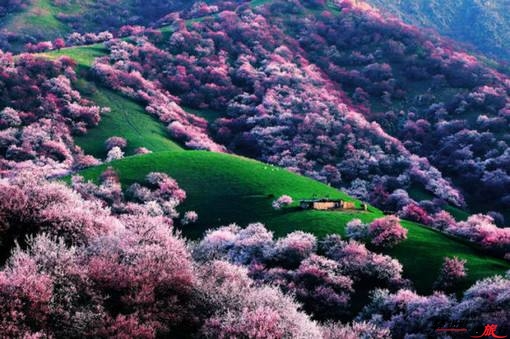 伊犁吐爾根杏花 伊犁吐爾根杏花