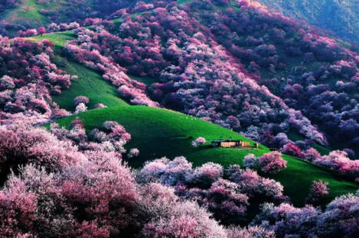 伊犁吐爾根杏花溝:萬畝野杏花林