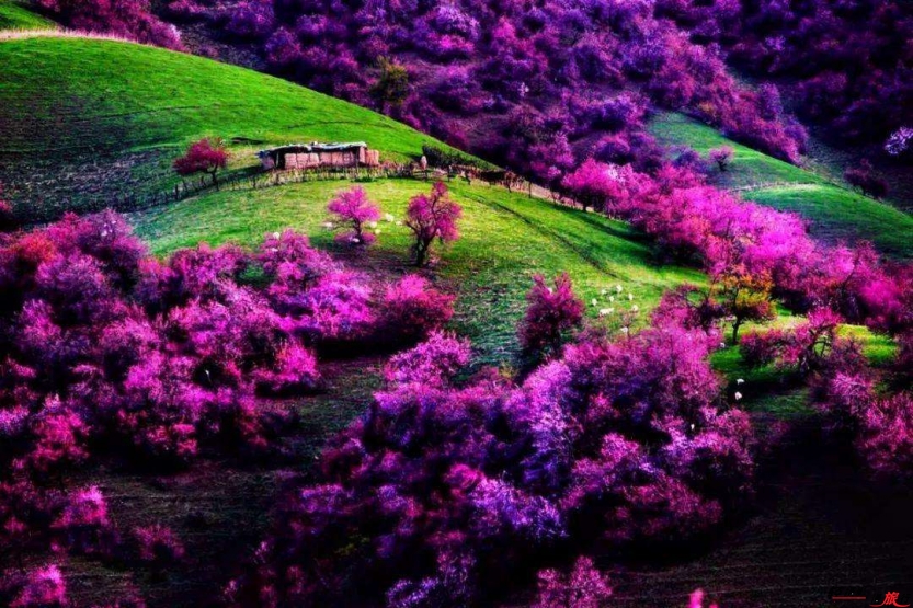 伊犁吐爾根杏花 伊犁吐爾根杏花