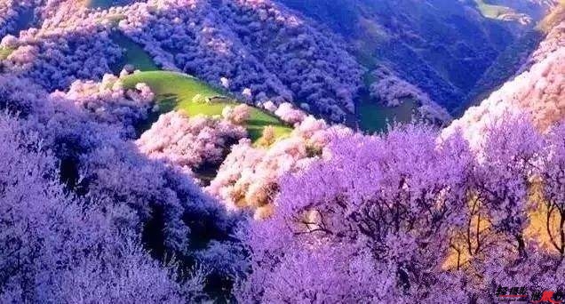 伊犁吐爾根杏花 伊犁吐爾根杏花