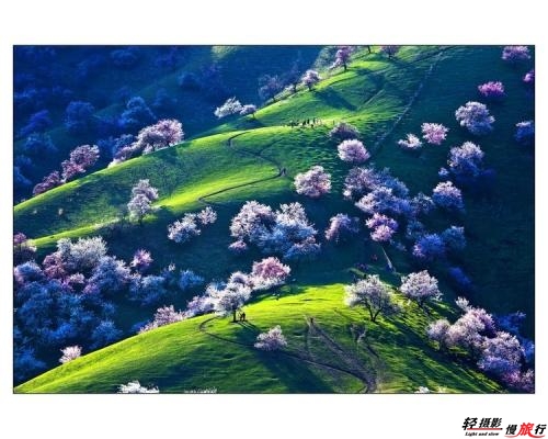 伊犁吐爾根杏花 伊犁吐爾根杏花