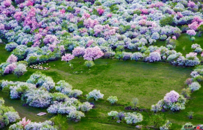伊犁吐爾根杏花溝 伊犁吐爾根杏花溝