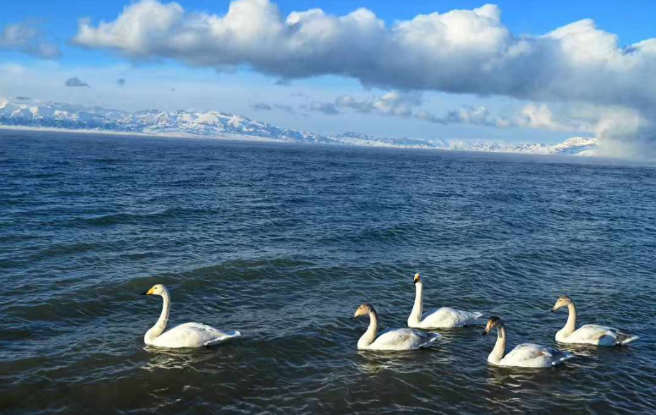 新疆包車找哪家旅行社？——新疆中西部國際旅行社推薦