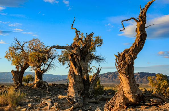 新疆包車旅行收費(fèi)與車型推薦