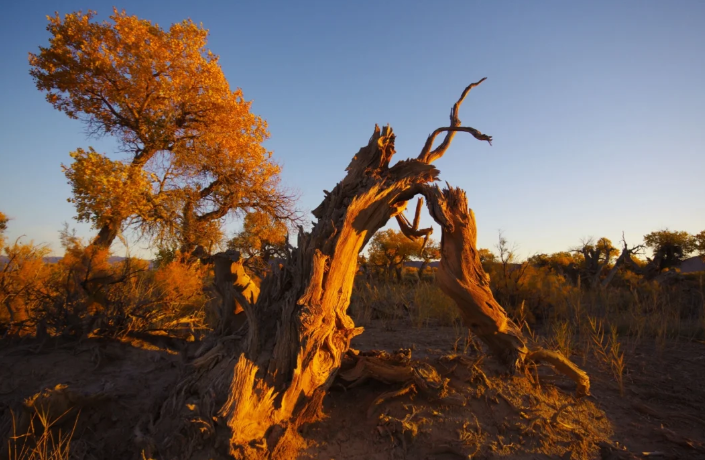 新疆旅行包車平臺(tái)推薦及用戶評(píng)價(jià)