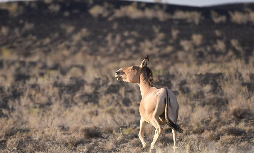 新疆包車游與自由行費用指南：新疆中西部國際旅行社