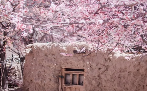 新疆杏花季跟團 01-02-2025