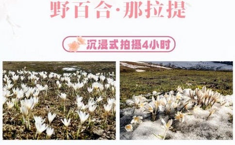 伊犁旅行社排名|中西部旅行社在伊犁的優勢