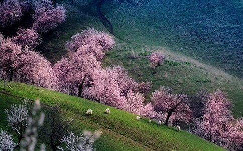 新疆清明節爆款路線！8天7晚伊犁杏花深度游，3780元起！